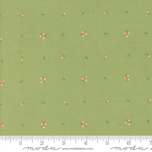 Cucumber Little Sprout