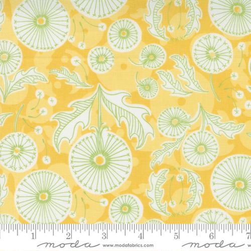 Maize Dandi Toile