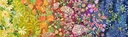 Wildflowers Ombre Panel 7 yards